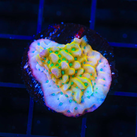 TSA Pink Halo Montipora Coral