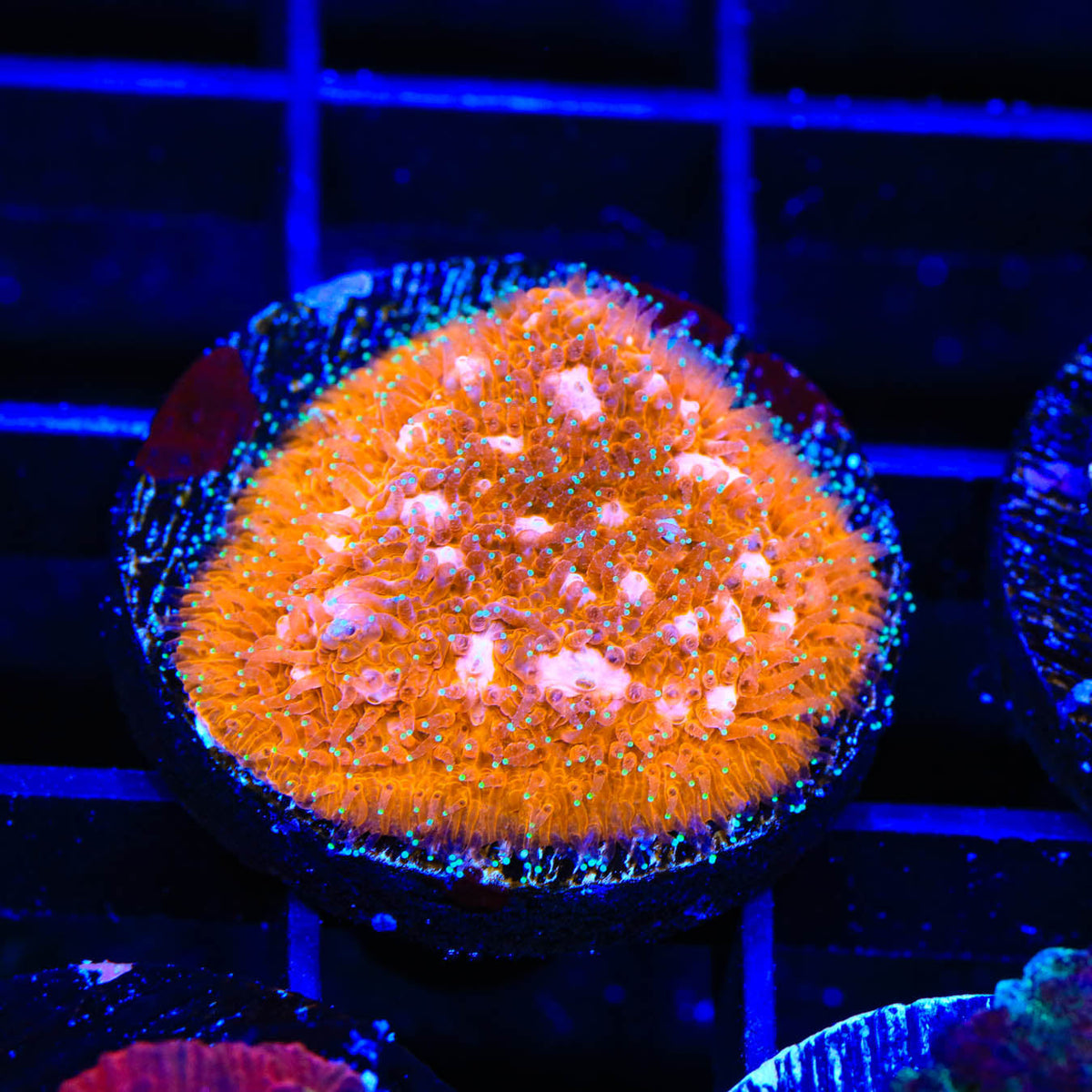 TSA Sour Orange Lithophyllon Coral – Top Shelf Aquatics