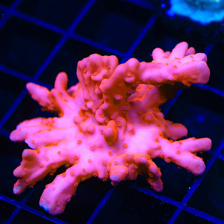 Red Setosa Montipora Coral