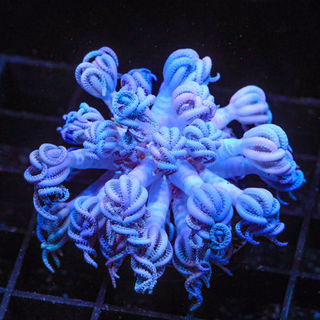 Bali Xenia Coral