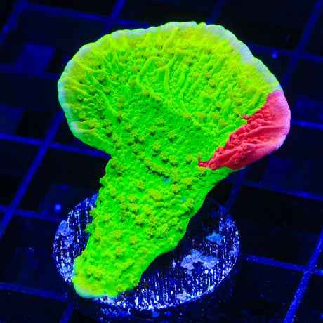 TSA Nuclear Fusion Montipora Cap Coral