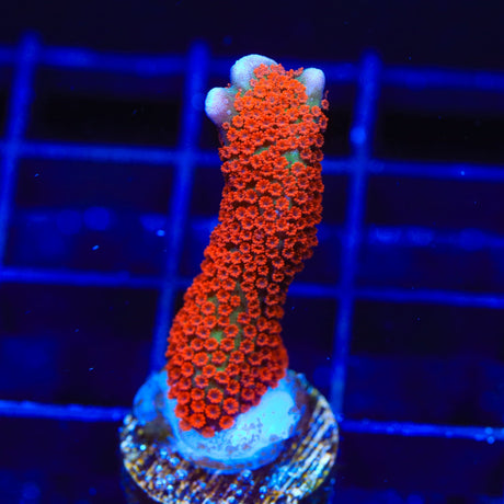 Forest Fire Digitata Montipora Coral