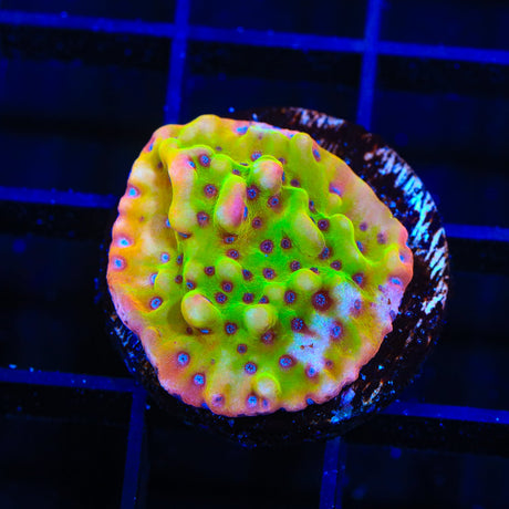 TSA Beast Montipora Coral