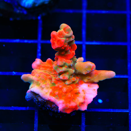 TSA Tequila Sunrise Grafted Setosa Montipora Coral