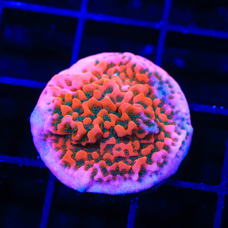 WWC Cherry Tree Montipora Coral