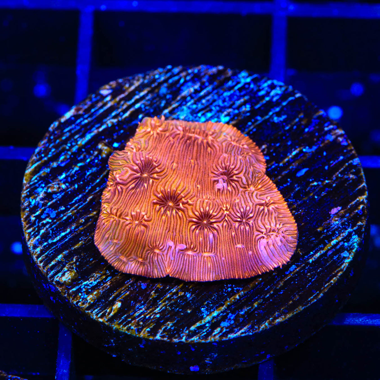 ORA Orange Pavona Coral - Top Shelf Aquatics