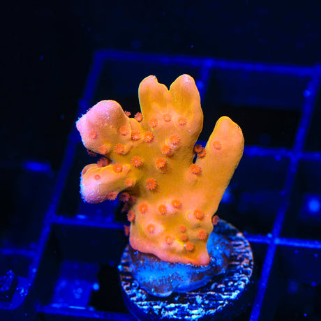 TSA Orange Peel Setosa Montipora Coral