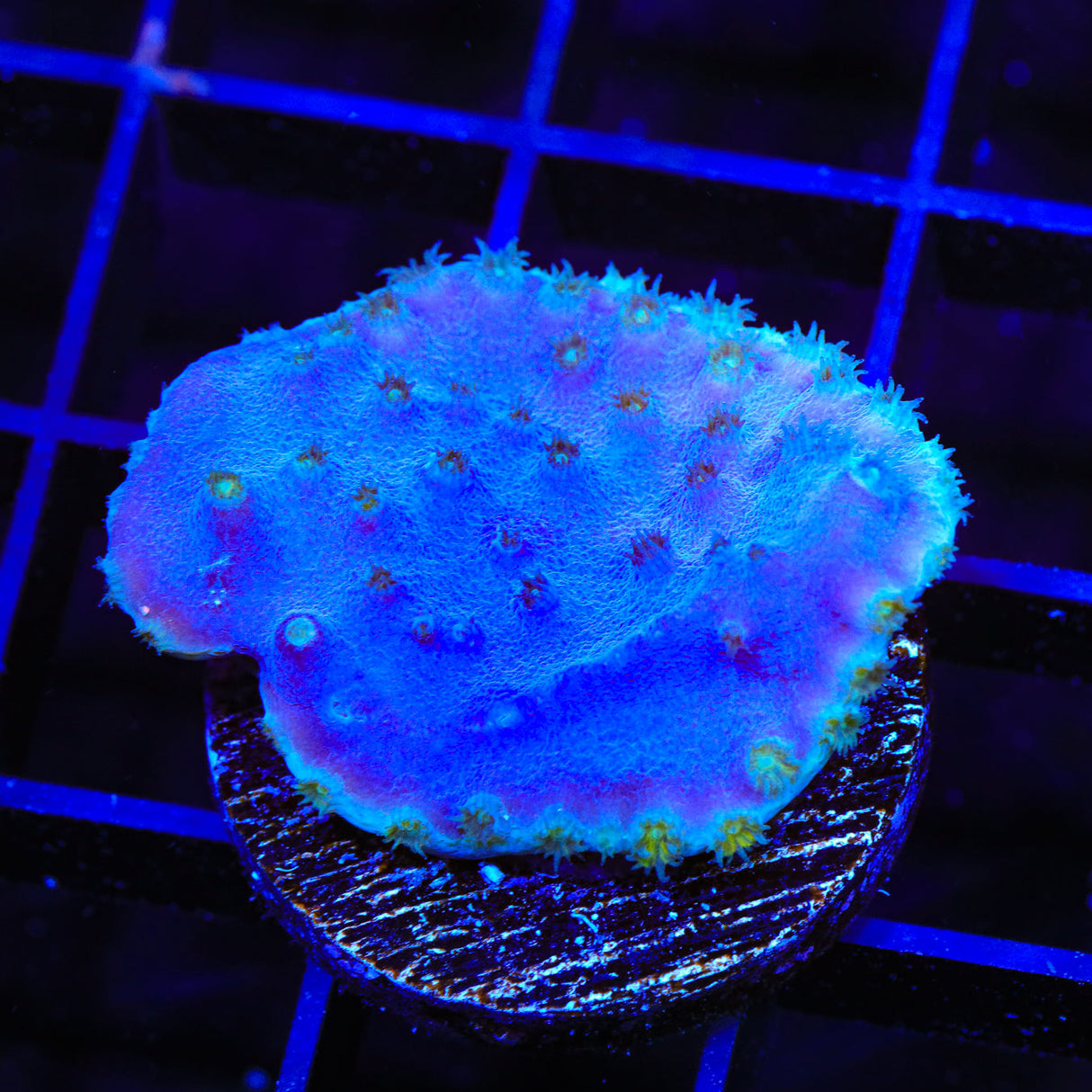 TSA Purple Scroll Coral