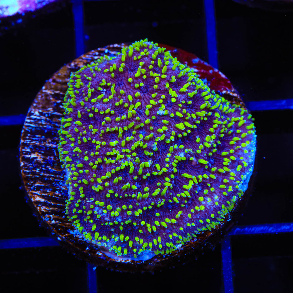 TSA Space Ranger Lithophyllon Coral