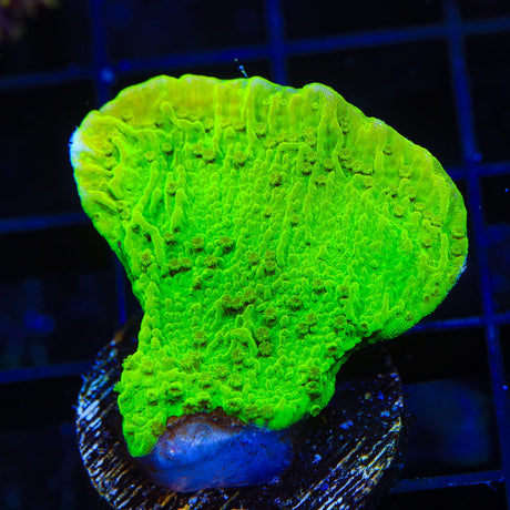 Tyree Toxic Green Aequituberculata Montipora Cap Coral