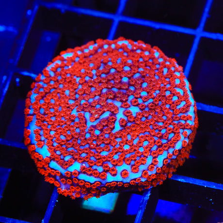 Superman Montipora Coral