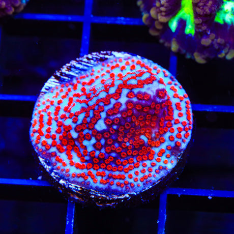 Superman Montipora Coral