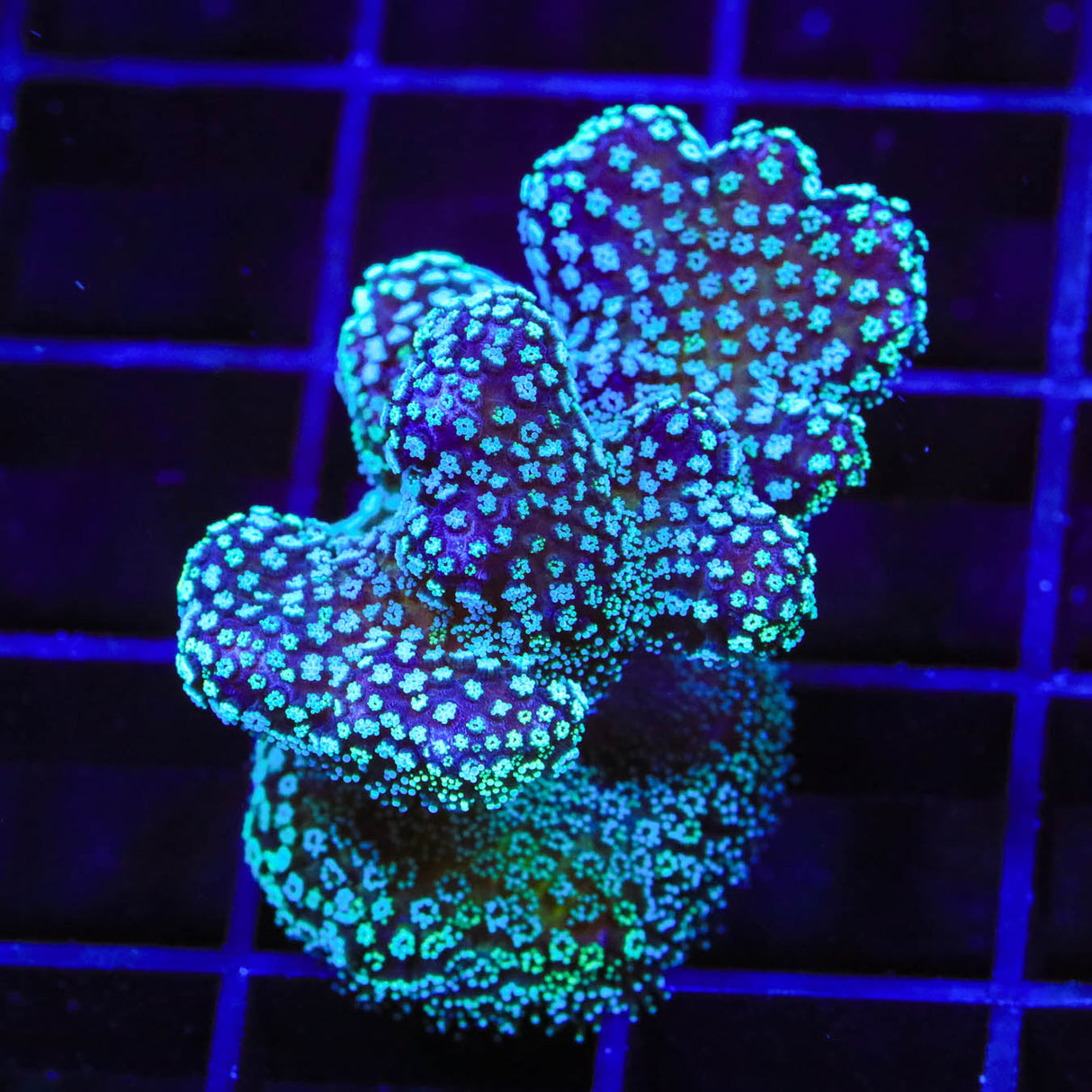 ORA Stellar Stylophora Coral