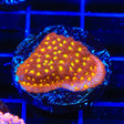 TSA Sweet Treat Psammocora Coral