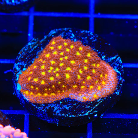 TSA Sweet Treat Psammocora Coral