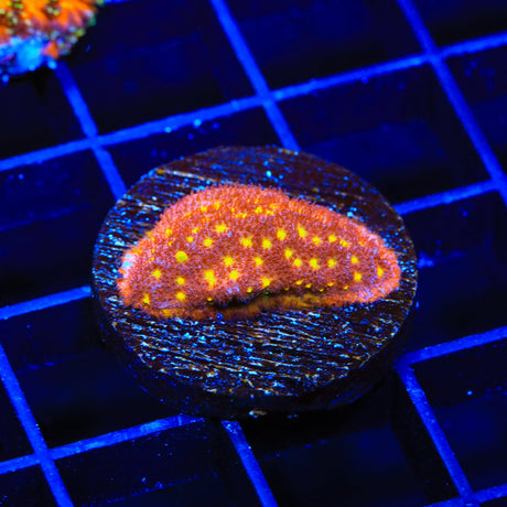 TSA Sweet Treat Psammocora Coral