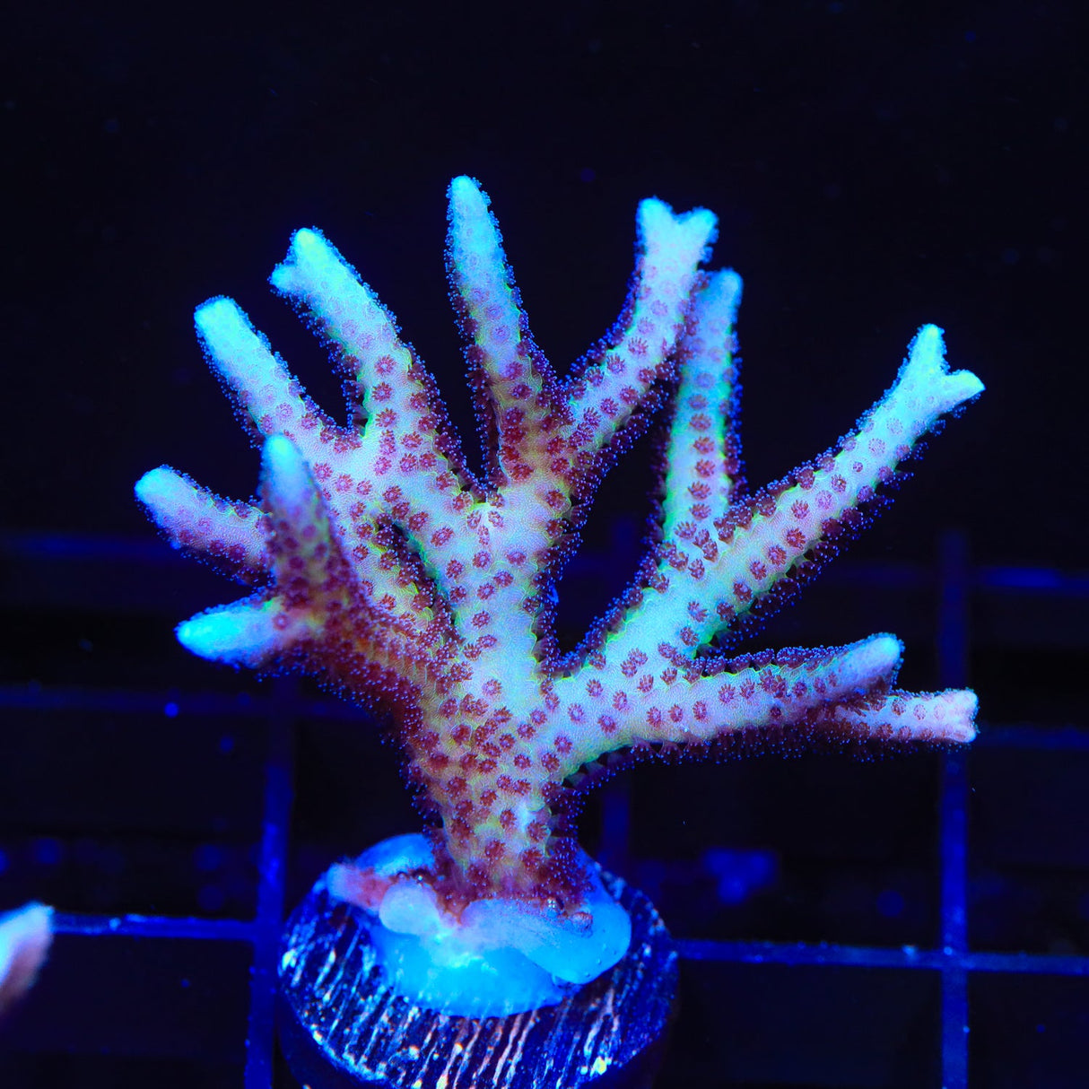 TSA Pink Tip Birdsnest Coral