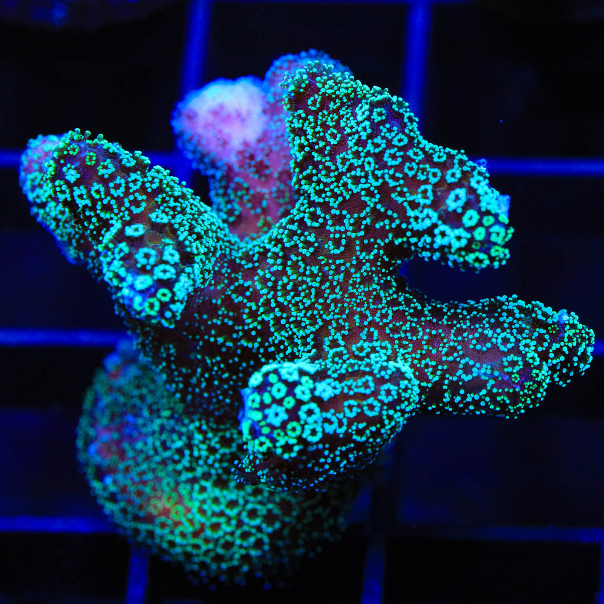 ORA Stellar Stylophora Coral - Top Shelf Aquatics