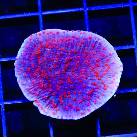 TSA Periwinkle Passion Montipora Cap XL Frag Coral