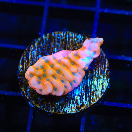 TSA Kaboom Montipora Coral