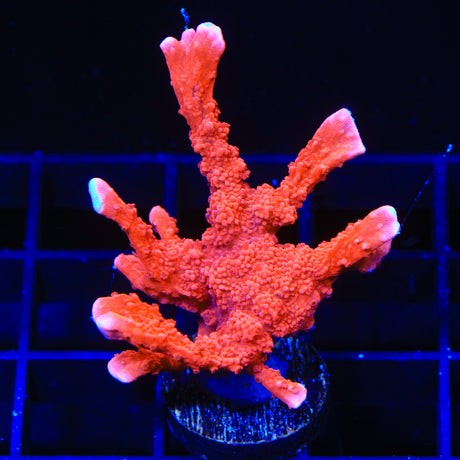 ACI Manila Spy Montipora Coral