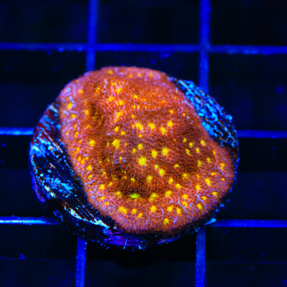TSA Sweet Treat Psammocora Coral