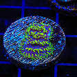 TSA Space Ranger Lithophyllon Coral - Top Shelf Aquatics