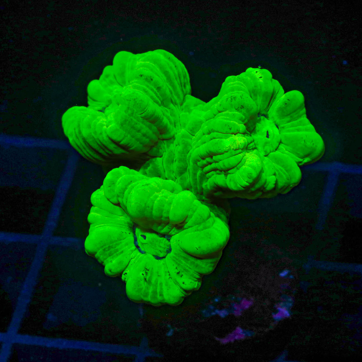 Kryptonite Candy Cane Coral