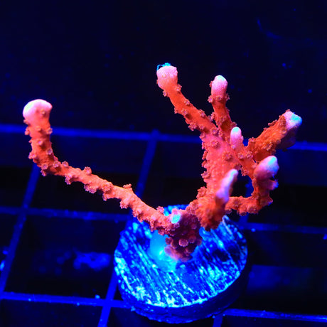 ACI Manila Spy Montipora Coral