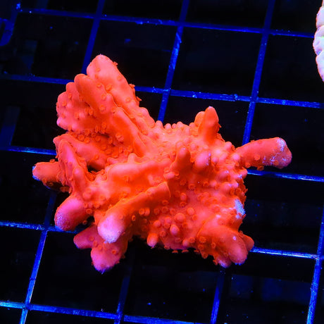 Red Setosa Montipora Coral