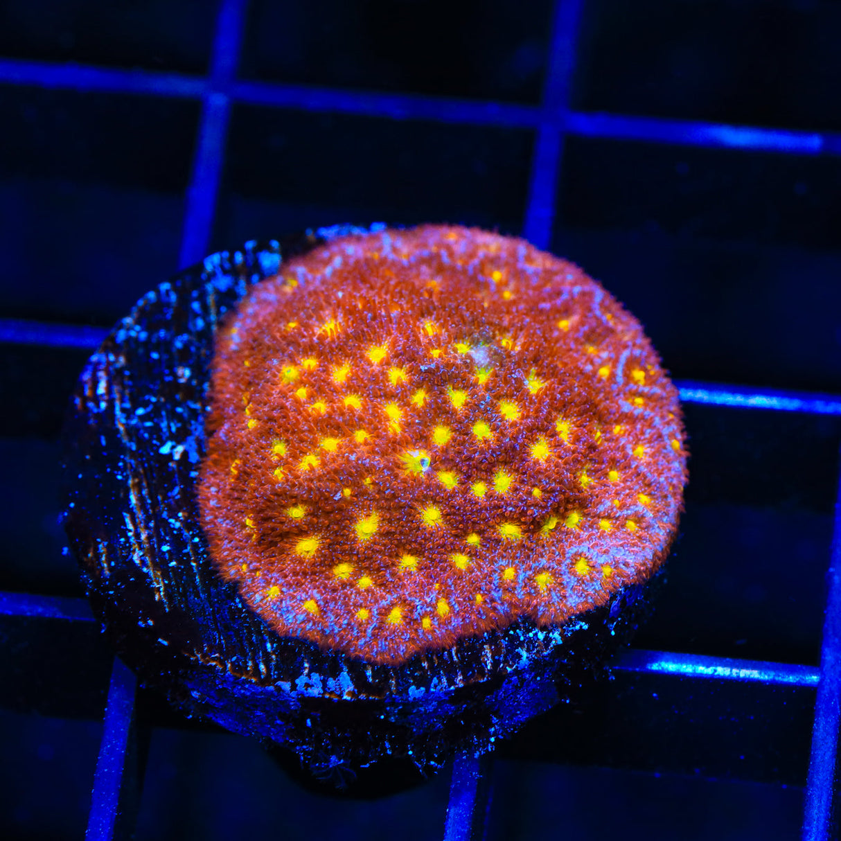 TSA Sweet Treat Psammocora Coral
