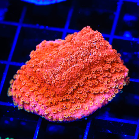 TSA Nemo Montipora Coral