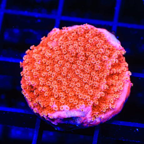 TSA Nemo Montipora Coral