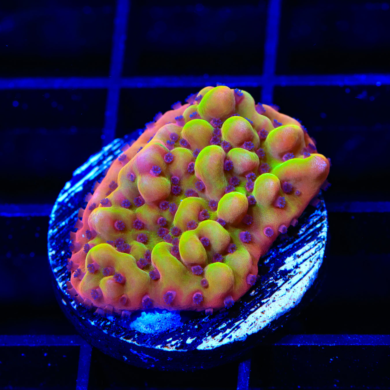 TSA Beast Montipora Coral