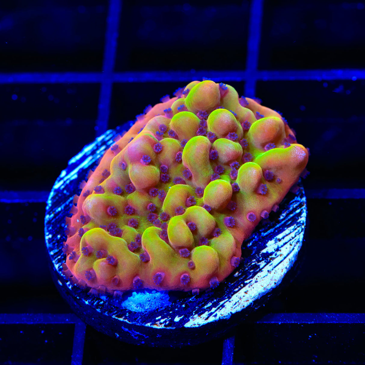 TSA Beast Montipora Coral - Top Shelf Aquatics