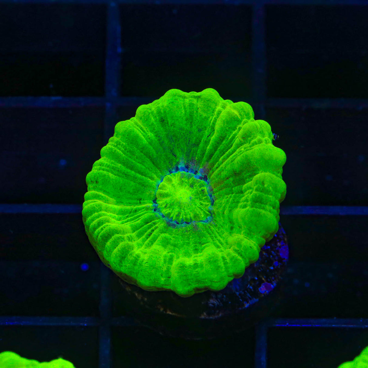 Kryptonite Candy Cane Coral - Top Shelf Aquatics