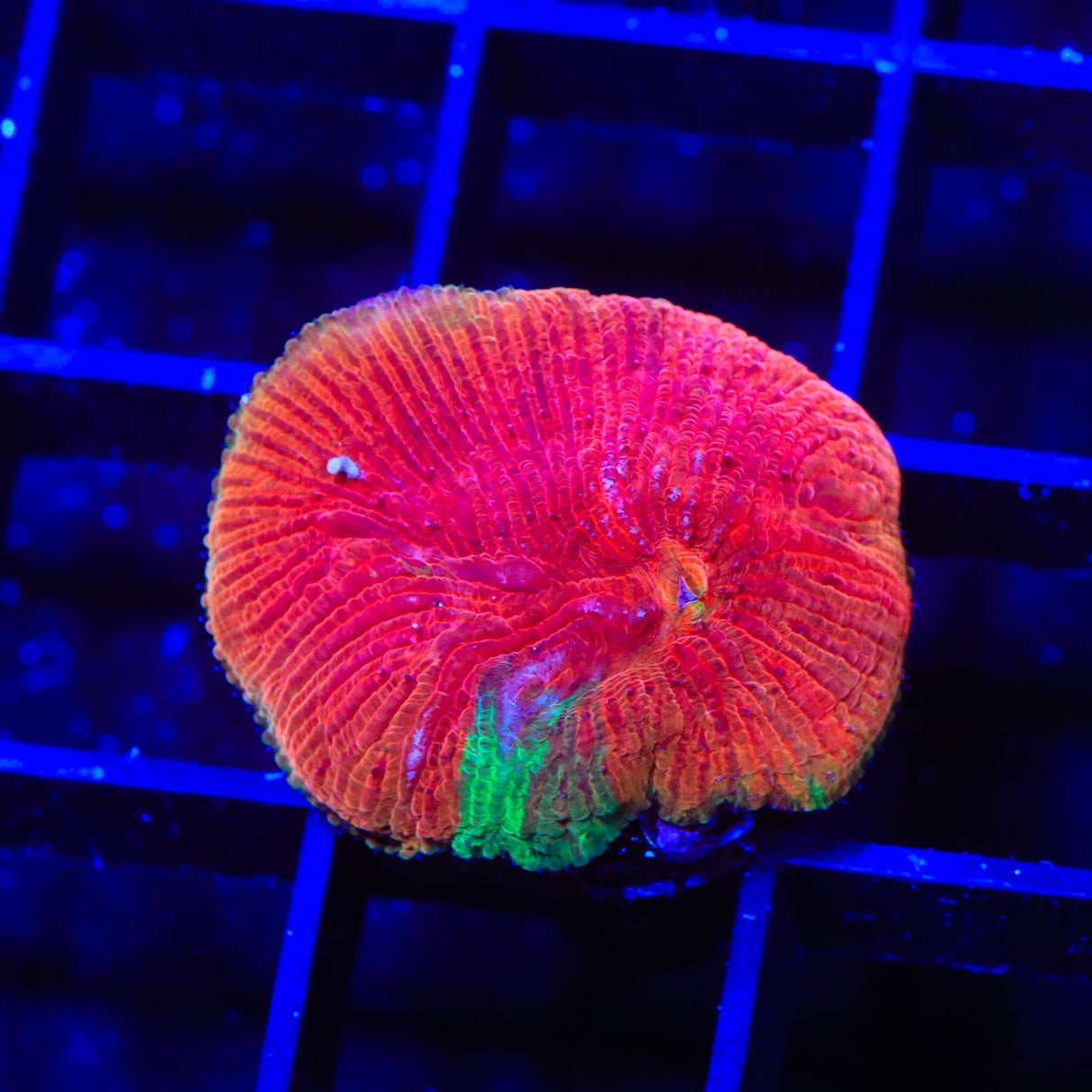 Diablo Diaseris Plate Coral