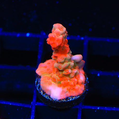 TSA Tequila Sunrise Grafted Setosa Montipora Coral