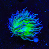 Green Stem Duncan Coral