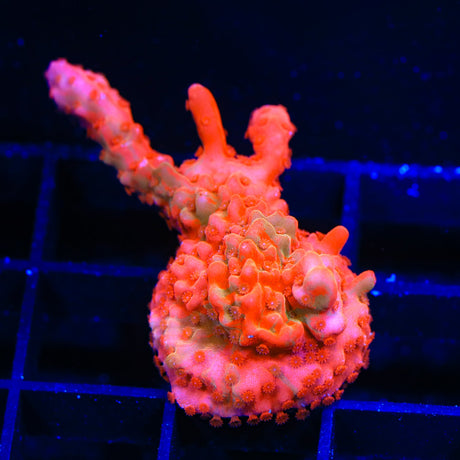 TSA Tequila Sunrise Grafted Setosa Montipora Coral