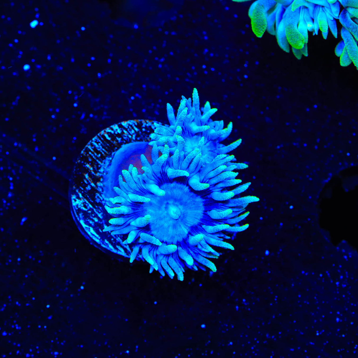 Blue Duncan Coral - Top Shelf Aquatics