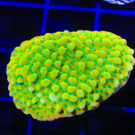 TSA Emerald City Montipora Coral