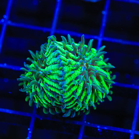 TSA Funky Fungia Plate Coral