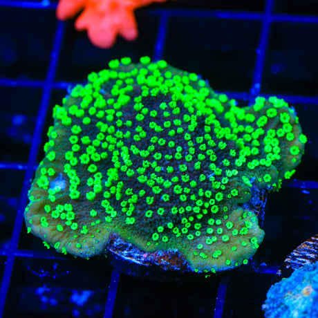 ORA Supernatural Montipora Cap Coral