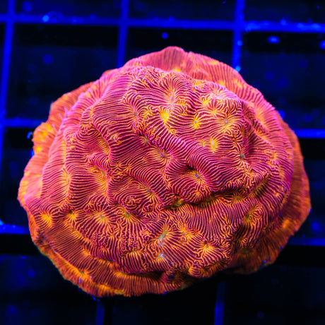 JF Lunar Landing Leptoseris Coral