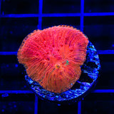 Diablo Diaseris Plate Coral