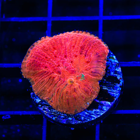 Diablo Diaseris Plate Coral