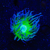 Green Stem Duncan Coral