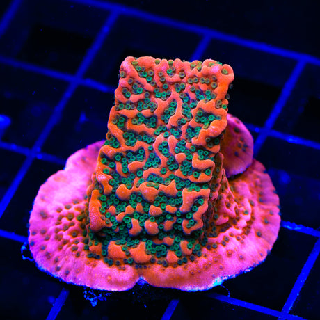 WWC Cherry Tree Montipora Coral