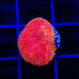 Diablo Diaseris Plate Coral